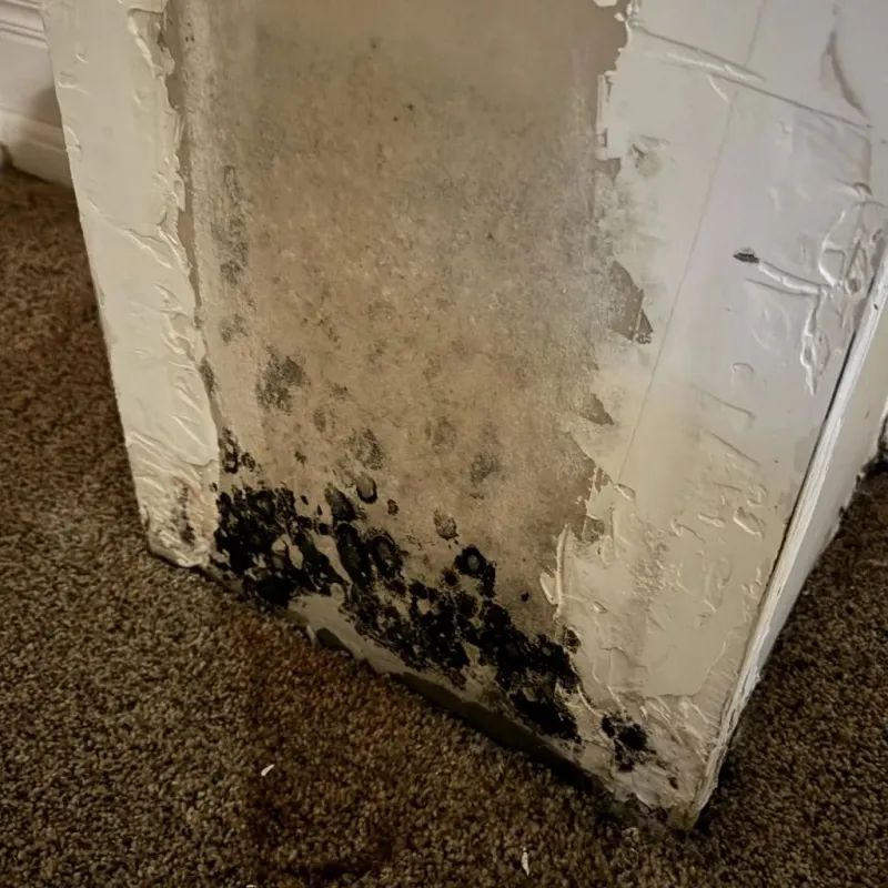 Professional Mold Removal in Gloucester County, VA
